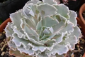 Echeveria 'Crispate Beauty' Bare Root Live Plant