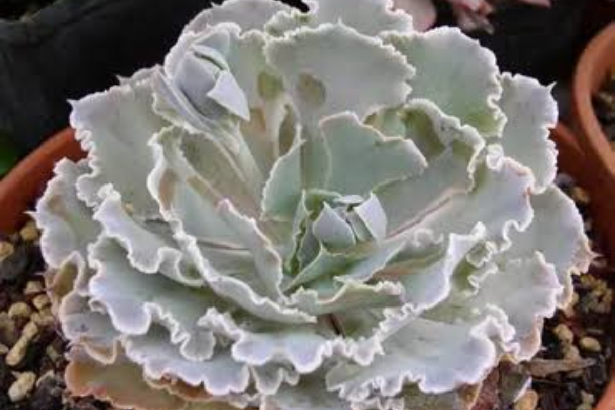 Echeveria 'Crispate Beauty' Bare Root Live Plant