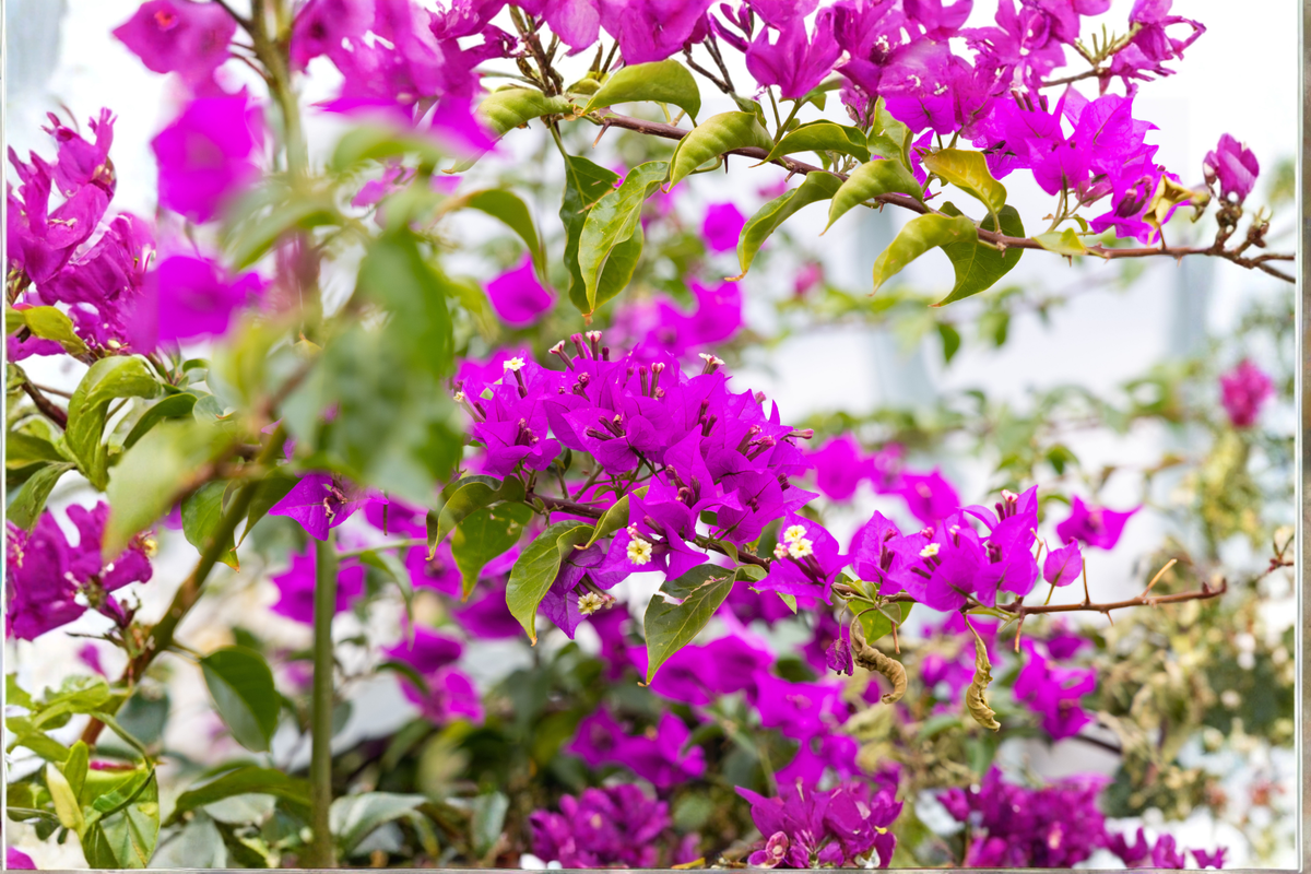 Purple Dragon Bougainvillea Live Rooted Starter Plant – 1 Plug