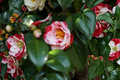 Iwane-Shibori Camellia japonica Starter Plant – Bicolor Blooms, Potted