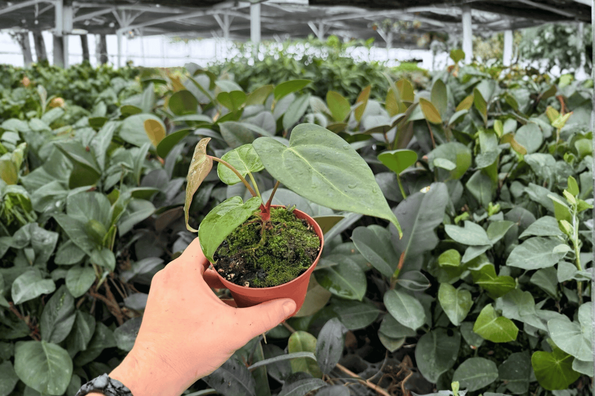 Anthurium Xone x Dressleri | 2 Exact Live Plants in 4-Inch Pots