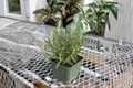 Organic Rosemary Live Plant - 4" Rooted Rosemary Herb Plant for Kitchen Garden