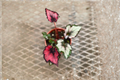 Begonia Red Robin Rex Begonia - 4 Inch Live Plant