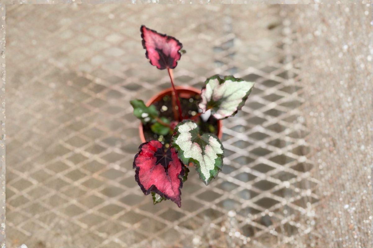 Begonia Red Robin Rex Begonia - 4 Inch Live Plant