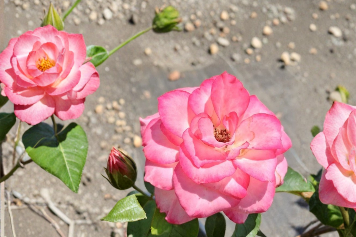 Nichole Floribunda Rose 2 Gallon Live Plant - White Pink Bi-Color Everblooming Shrub