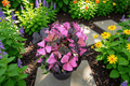 Variegated Pink Oxalis Tissue Culture Plants (2) – Rare Ornamental Houseplants