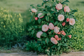 April Dawn Camellia Live Starter Plant in 4L Pot | Camellia japonica 'April Dawn'