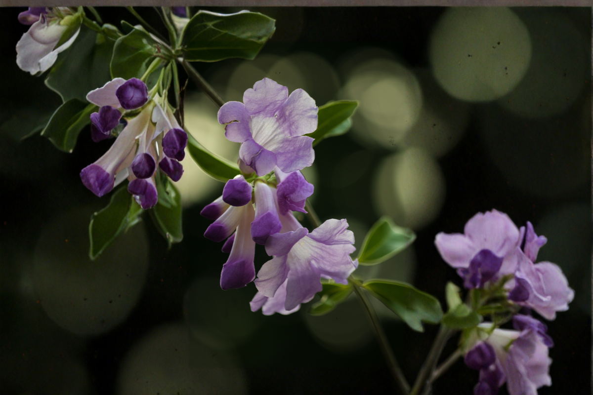 Garlic Vine Live Starter Plant – Mansoa alliacea with Purple Trumpet Flowers