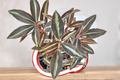 Peperomia Metallica - Rooted Live Plant in 4-Inch Pot | Tropical Houseplant