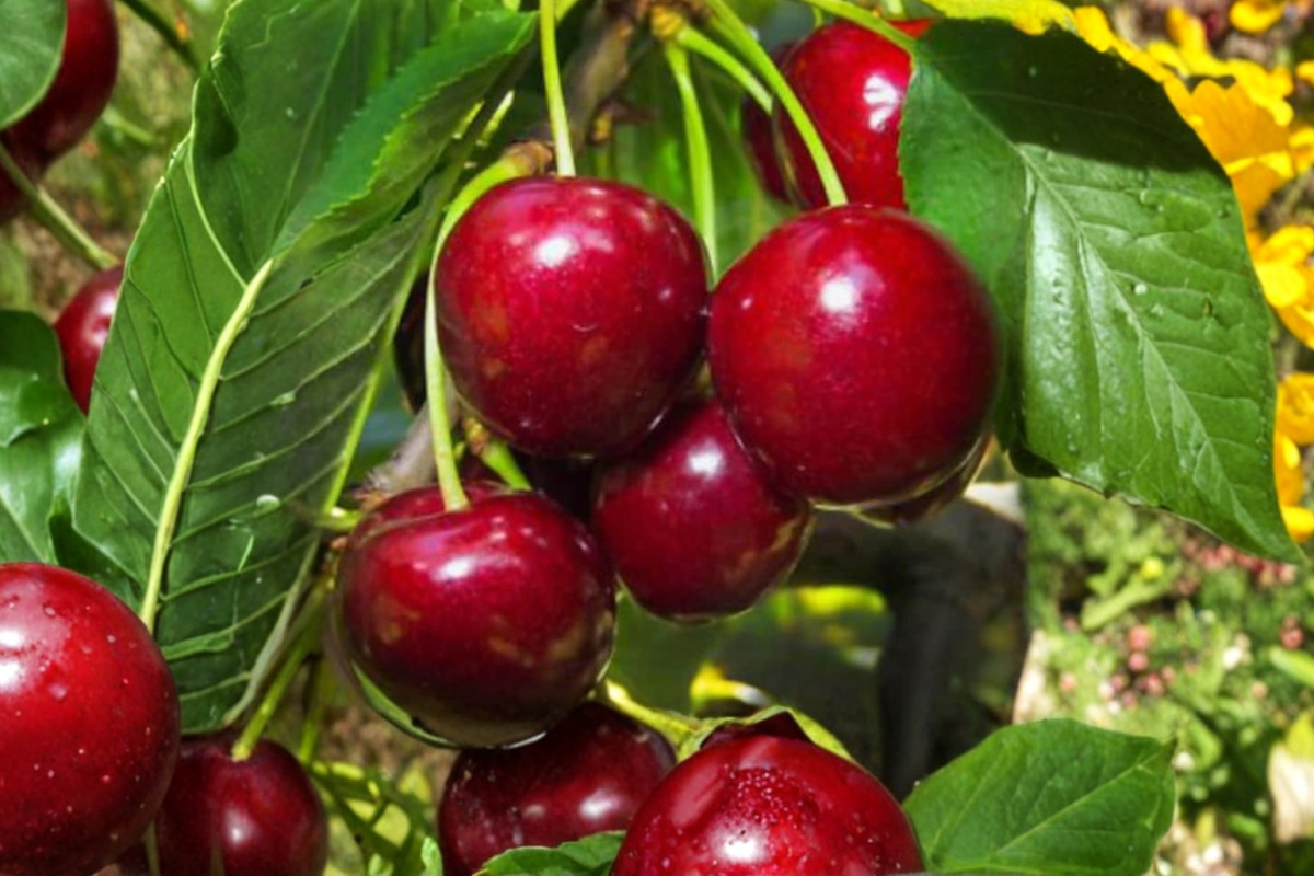 Lapins Cherry Tree Seeds - 5 Seeds for Outdoor Garden or Container Growing
