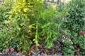 Kent Mango Tree - Grafted Live Plant in 3 Gallon Pot (Mangifera indica) No California Ship