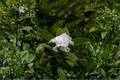 Florida Gardenia Crape Jasmine Starter Plant – Tabernaemontana divaricata | Double White Flowers