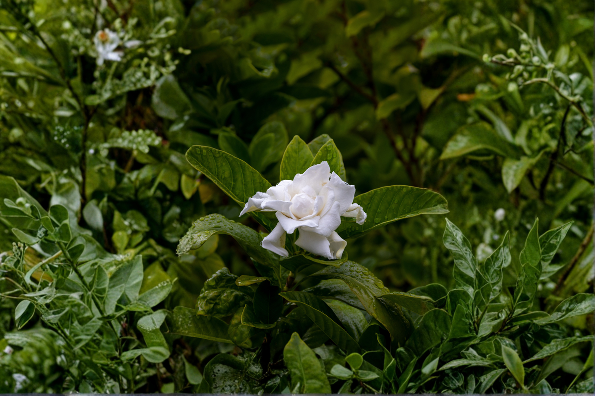 Florida Gardenia Crape Jasmine Starter Plant – Tabernaemontana divaricata | Double White Flowers