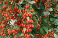 Phoenix Tears Goji Berry Plant - 1 Gallon Pot, Fruiting Age, Lycium barbarum 'Phoenix Tears' (Live Plant)
