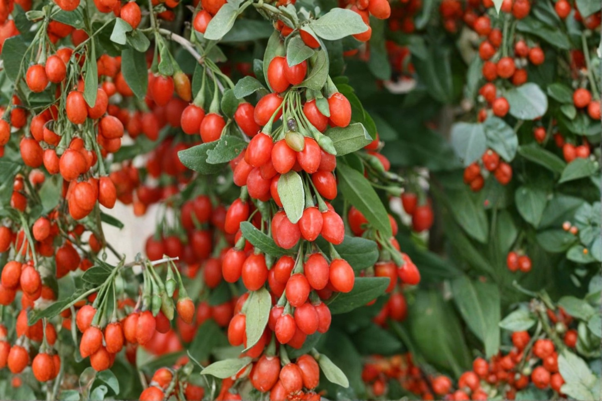 Phoenix Tears Goji Berry Plant - 1 Gallon Pot, Fruiting Age, Lycium barbarum 'Phoenix Tears' (Live Plant)