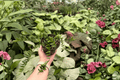 Hoya Engleriana Live Plant – 2 Bare Root Plants | Grown in 4" Pots