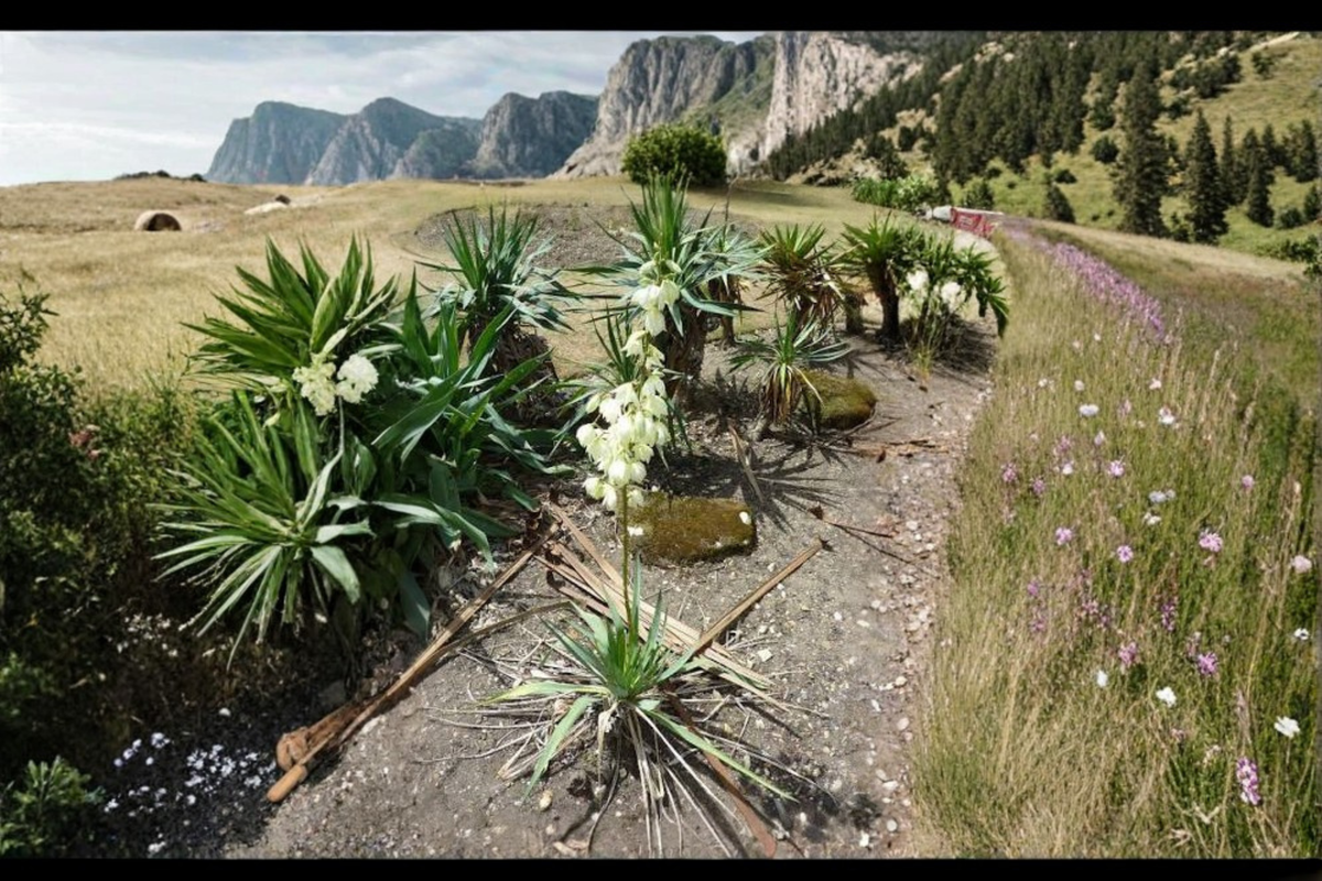 Adams Needle Yucca Yucca filamentosa Bare Root Starter Plant – 1 × 15"