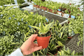 Golden Hahnii Snake Plant - 2 Live Plants in 4-Inch Pots | Dracaena trifasciata ‘Golden Hahnii’