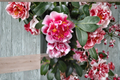 Mike Witman Bicolor Camellia Starter Plant (Camellia japonica) – Evergreen Shrub