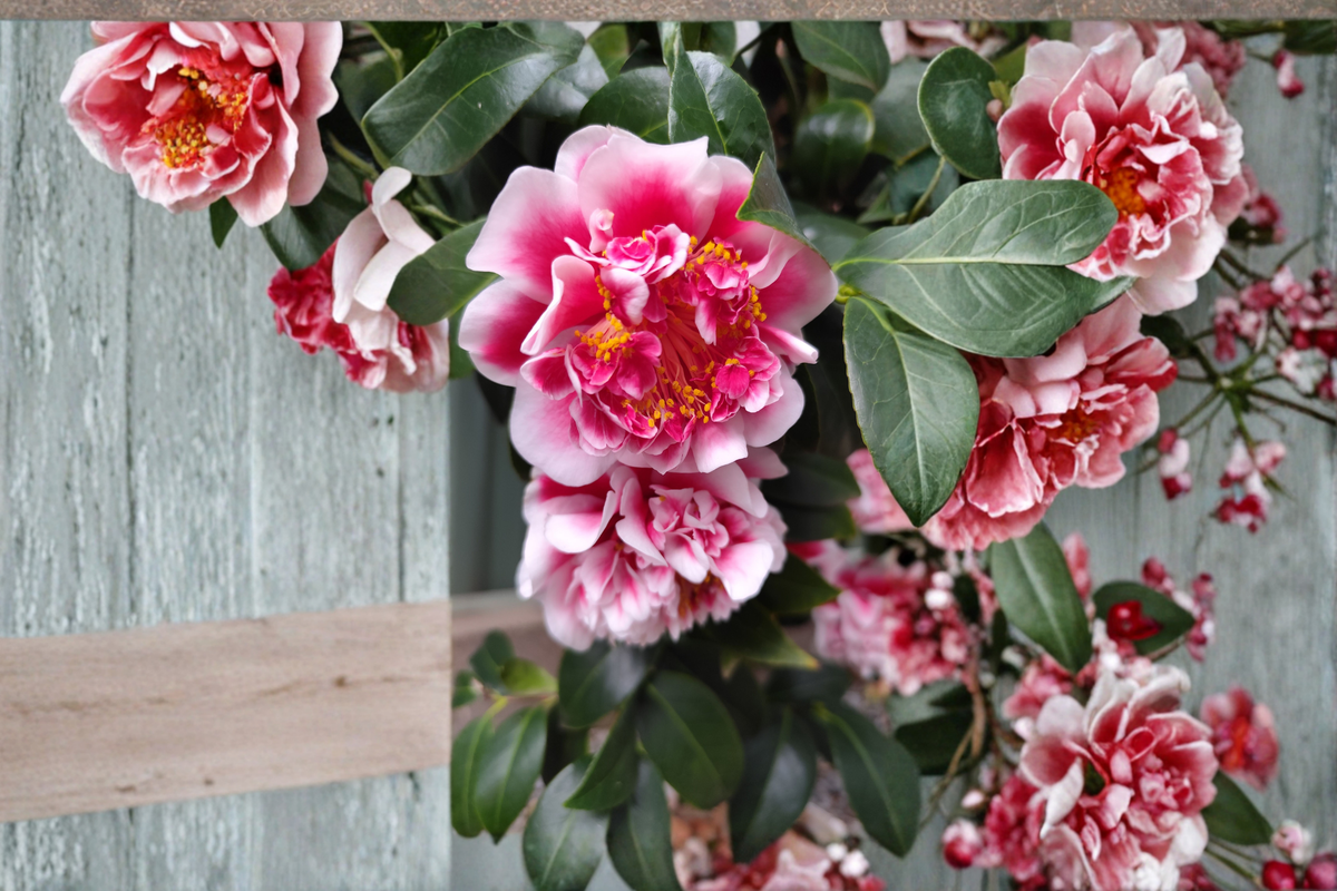 Mike Witman Bicolor Camellia Starter Plant (Camellia japonica) – Evergreen Shrub