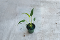 Monstera Burle Marx Flame Live Starter Plant | 3–4 Inch Rooted Cutting