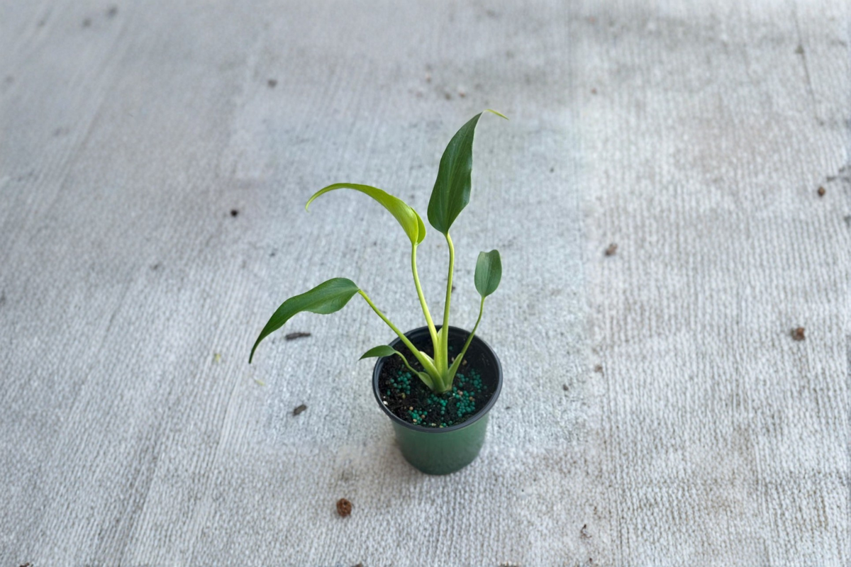 Monstera Burle Marx Flame Live Starter Plant | 3–4 Inch Rooted Cutting