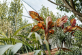 Red Abyssinian Banana Ensete ventricosum 'Maurelii' - 3-Inch Pot (Live Plant)