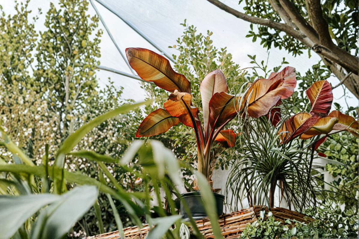 Red Abyssinian Banana Ensete ventricosum 'Maurelii' - 3-Inch Pot (Live Plant)