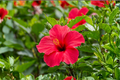 Red Tropical Hibiscus Live Plant - 4-Inch Pot | Hibiscus rosa-sinensis Starter Plant