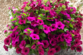 Shock Wave Deep Purple Petunia Starter Plug Plants – 10 Live