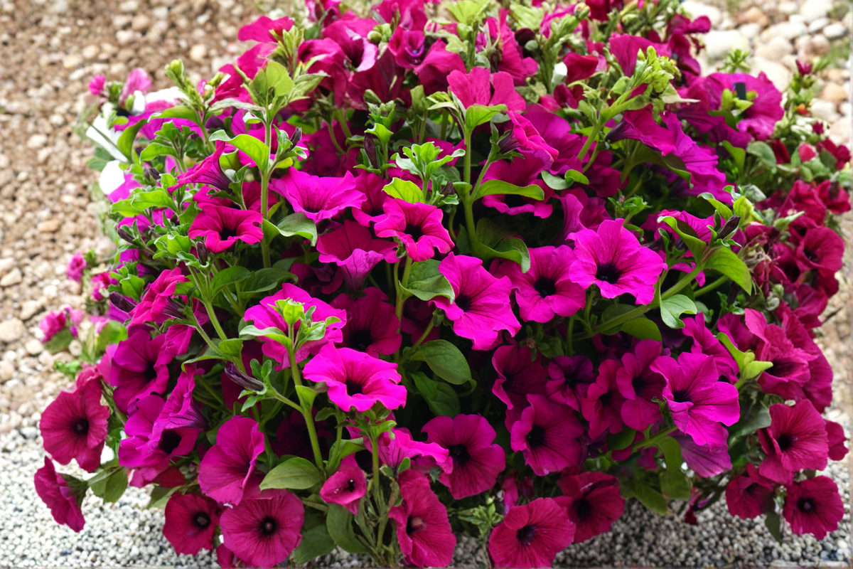 Shock Wave Deep Purple Petunia Starter Plug Plants – 10 Live