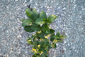 Key Lime Tree - Citrucs × aurantiifolia, Grafted Citrus, 5 Inch Growers Pot