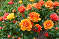 Pinata Climbing Rose Rosa Piñata – 2 Gallon Live Plant with Yellow and Red Blooms