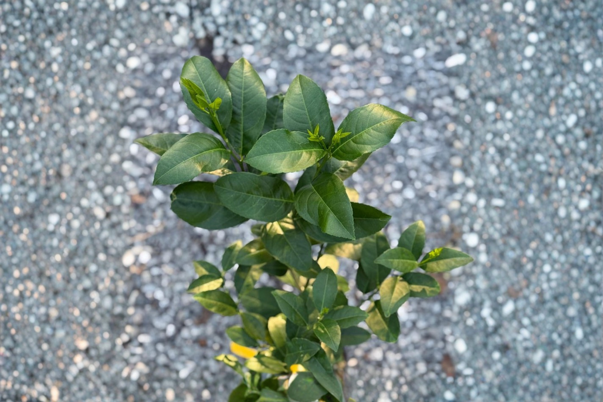 Persian Lime Tree - Grafted Citrus, 5-Inch Pot, Indoor/Outdoor Live Plant