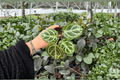 Anthurium Dorayaki x MBR - 2 Live Plants in 4-Inch Pots