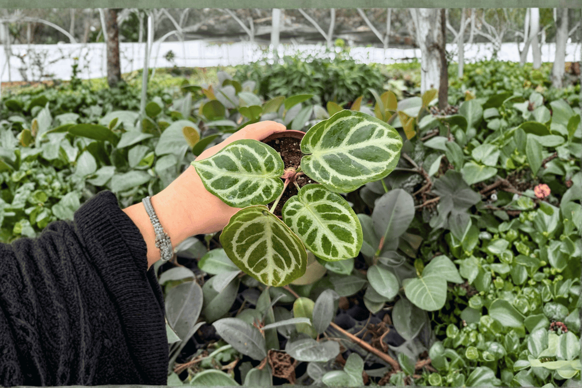 Anthurium Dorayaki x MBR - 2 Live Plants in 4-Inch Pots