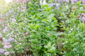 Wrigley's Spearmint Live Rooted Plants – 2 Pack Mentha spicata 4–6" Tall