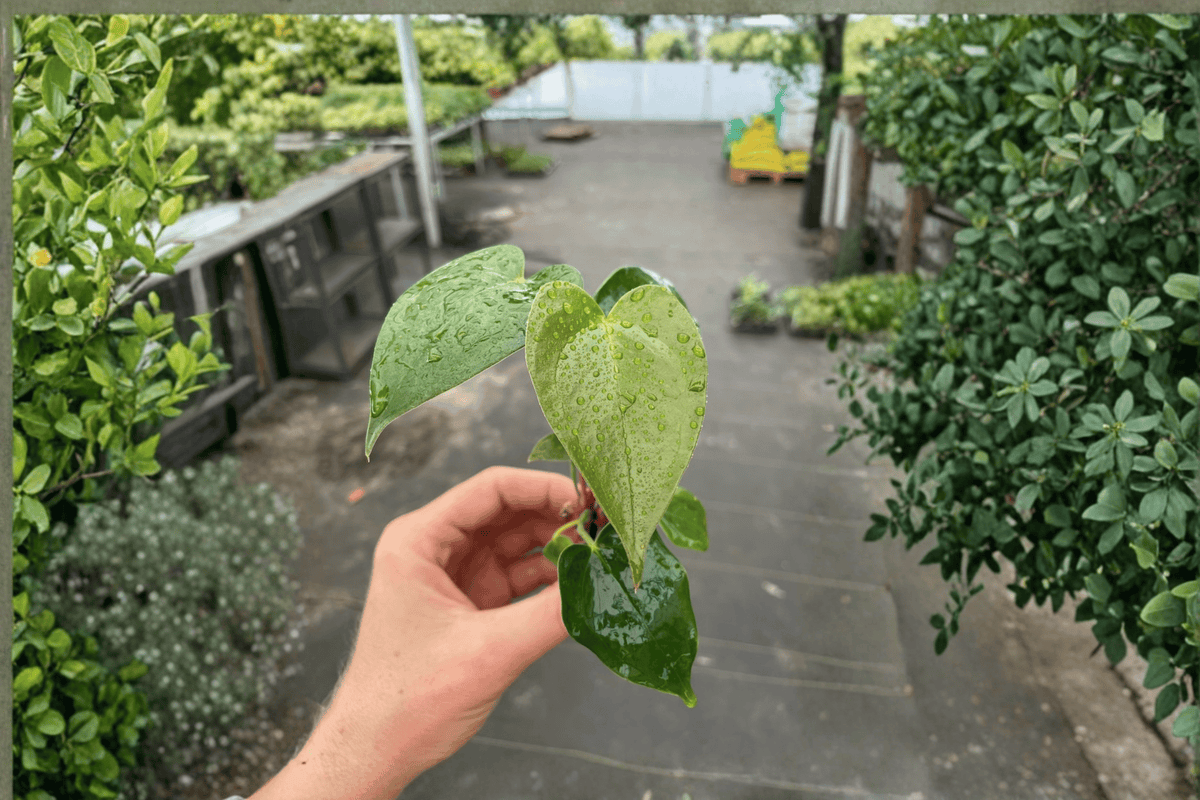 Anthurium White Heart Live Starter Plants — 2 Bare Root