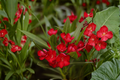 Red Oleander Nerium oleander Live Plant in 4-Inch Starter Pot