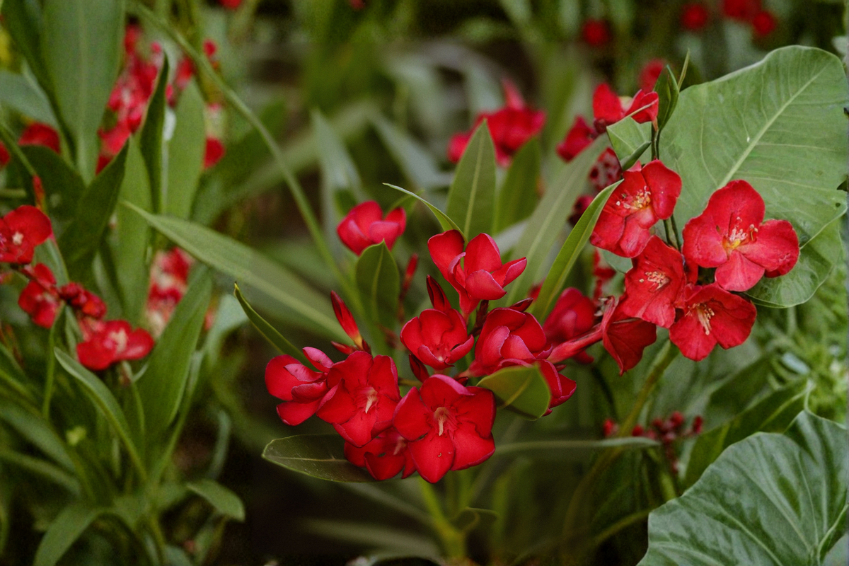 Red Oleander Nerium oleander Live Plant in 4-Inch Starter Pot