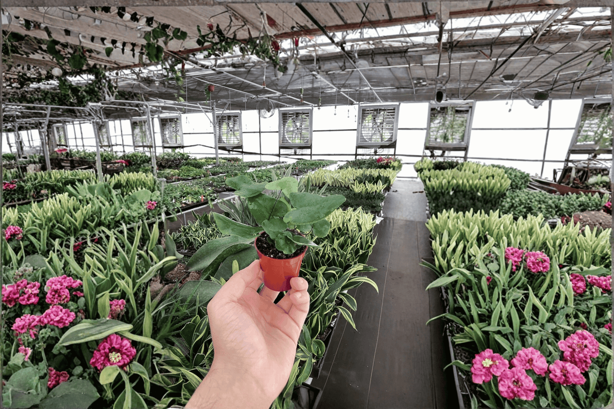 Heart Leaf Fern Hemionitis arifolia Live Starter Plants – 2 Bare Root