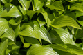 Royal Standard Hosta Live Plants (2-Pack) – Hosta 'Royal Standard'