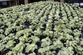 Alocasia Odora Batik Variegated — Rooted 4 Inch Pot Live Tropical Houseplant