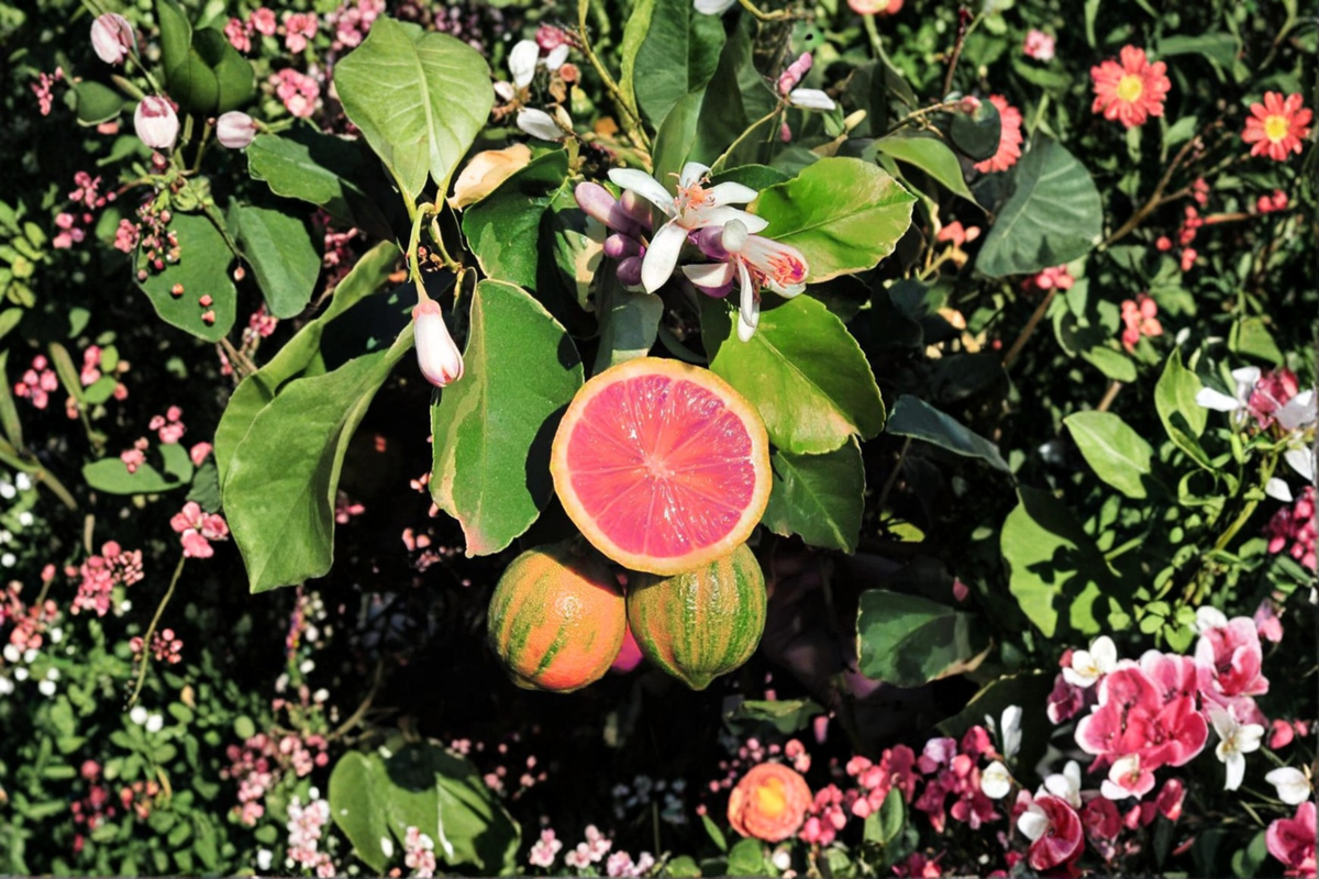 Variegated Pink Lemon Tree - Grafted Citrus Live Plant in 5" Pot