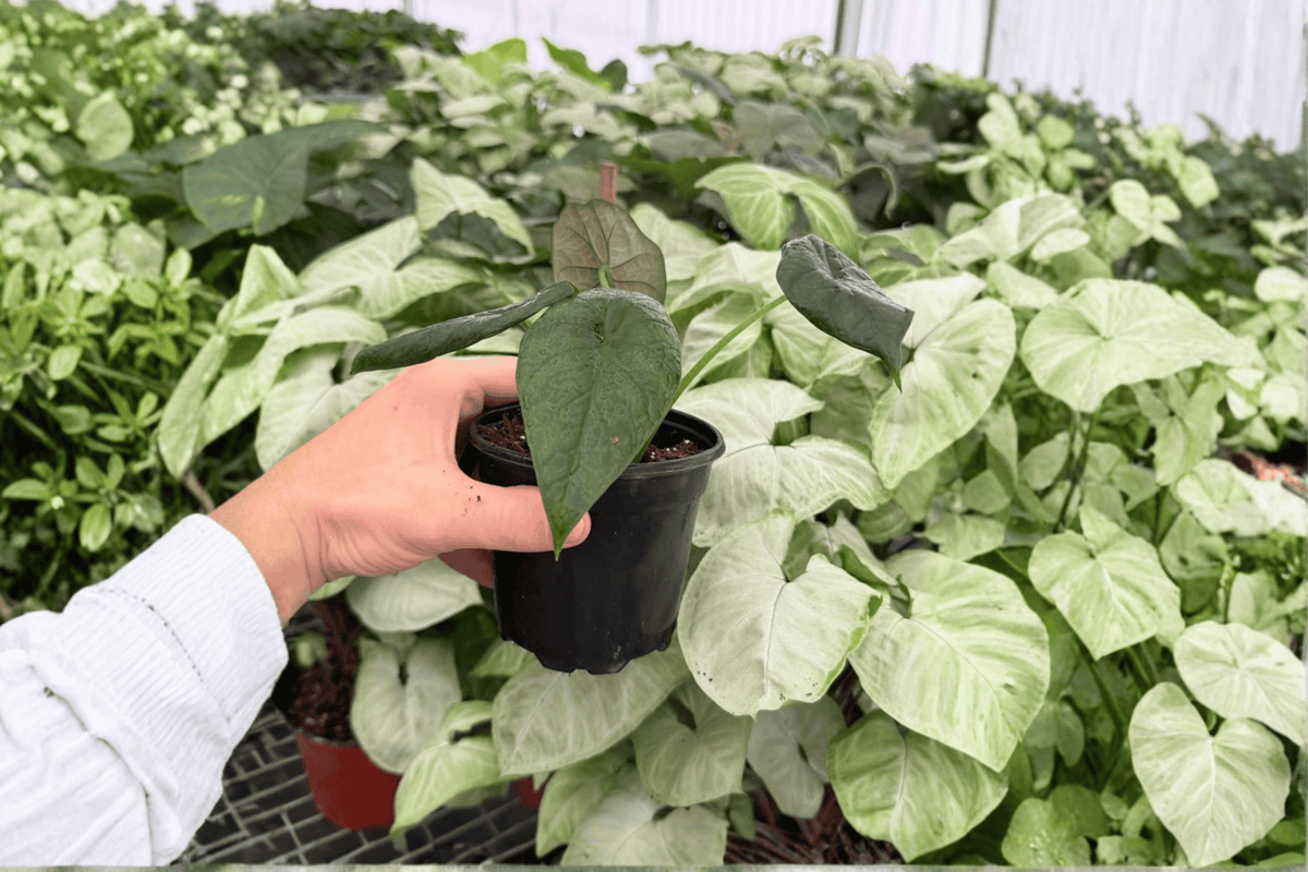 Alocasia Dragon Wings (Dragon Scale × Scalprum) – 2 Exact Live Plants in 4-Inch Pots