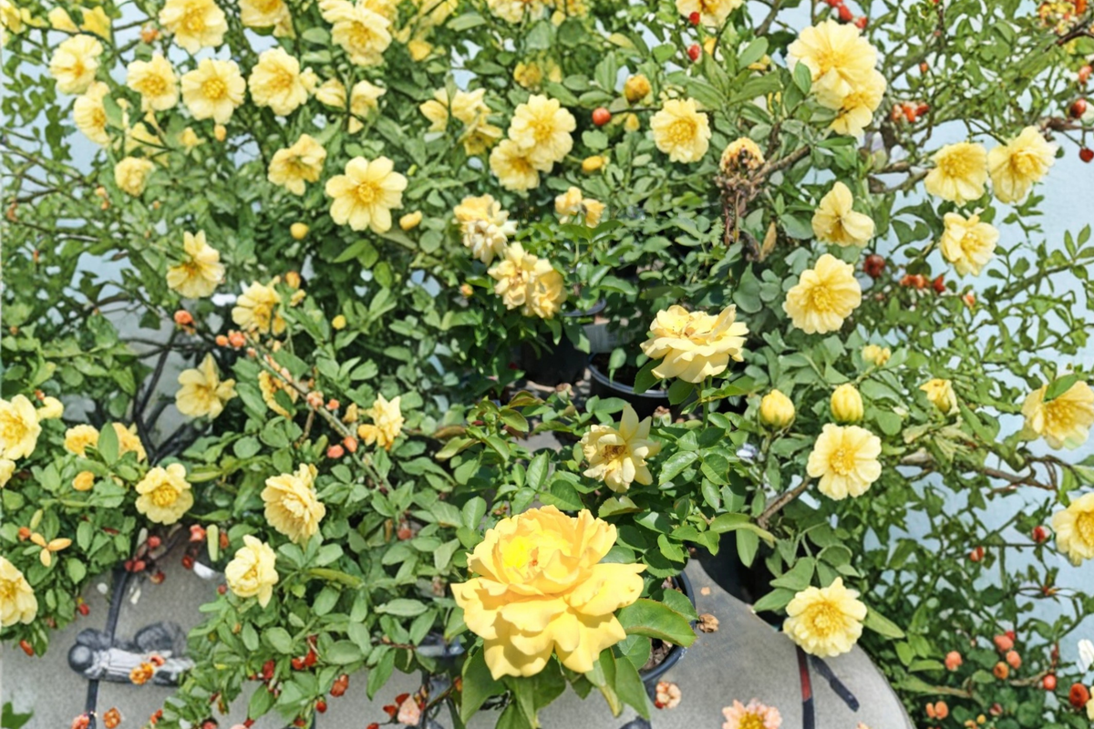 Julia Child Butter Gold Rose - 1 Gal Live Floribunda Rose Bush