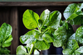 Malabar Spinach Basella alba Seeds 100+ Climbing Leafy Vine