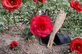 Japanese Camellia ‘Christmas Beauty’ 3 Gallon - Red Evergreen Flowering Shrub