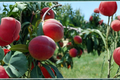 Derby Peach Tree 4-6 Ft Live Plant – Prunus persica
