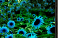 Dark Purple Sunflower Seeds - 5 Pack | Helianthus annuus Seed Kit